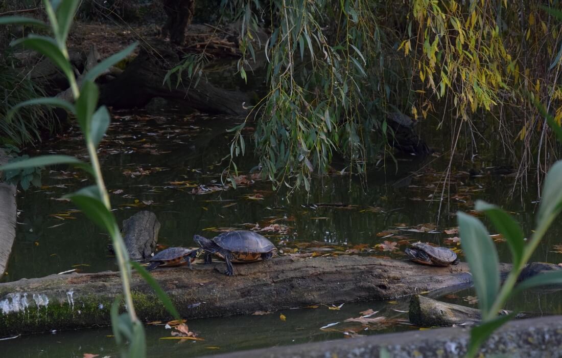 Turtles in Nature Park Kopacki Rit, Baranja